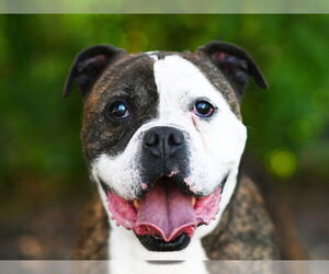 Bulldog-Unknown Mix Dogs for adoption in Tavares, FL, USA