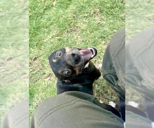 Chihuahua Dogs for adoption in Temple, TX, USA