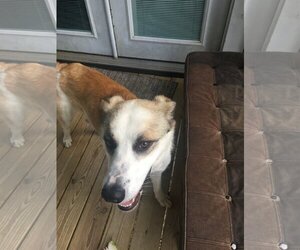 Anatolian Shepherd-Unknown Mix Dogs for adoption in The Woodlands, TX, USA