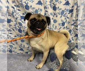 Pug Dogs for adoption in Modesto, CA, USA