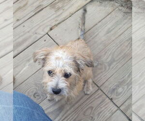Shih Tzu-Unknown Mix Dogs for adoption in FAIRLAWN, OH, USA