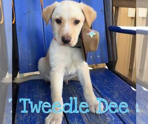 Australian Shepherd-German Shepherd Dog Mix Dogs for adoption in Tyler, TX, USA