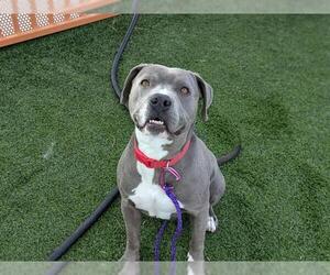 American Pit Bull Terrier-Unknown Mix Dogs for adoption in Las Vegas, NV, USA