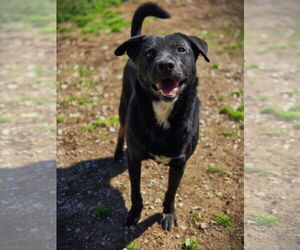 Mutt Dogs for adoption in Crandall, GA, USA