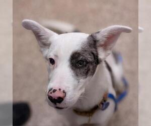 Australian Shepherd Dogs for adoption in Tempe, AZ, USA