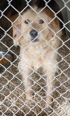Medium Photo #1 Irish Wolfhound-Unknown Mix Puppy For Sale in Zanesville, OH, USA