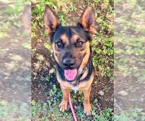 German Shepherd Dog Dogs for adoption in Sacramento, CA, USA