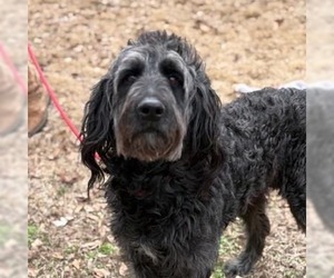 Mutt Dogs for adoption in Yardley, PA, USA