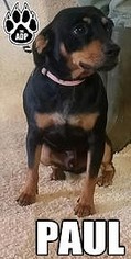 Doberman Pinscher-Unknown Mix Dogs for adoption in wellington, CO, USA