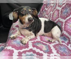 Basschshund Dogs for adoption in Tampa, FL, USA