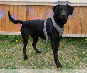Labrador Retriever Dogs for adoption in West Valley, UT, USA