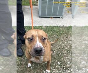American Pit Bull Terrier Dogs for adoption in Ocala, FL, USA