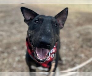 Bull Terrier Dogs for adoption in Pueblo, CO, USA
