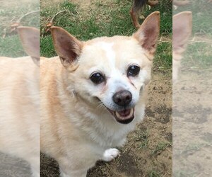 Chihuahua Dogs for adoption in byhalia, MS, USA