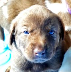 Medium Photo #1 Borador Puppy For Sale in Murfreesboro, TN, USA