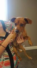 Chiweenie Dogs for adoption in Lake Jackson, TX, USA
