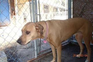 American Staffordshire Terrier Dogs for adoption in Amarillo, TX, USA