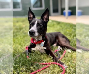 American Pit Bull Terrier-Collie Mix Dogs for adoption in Waterford, VA, USA