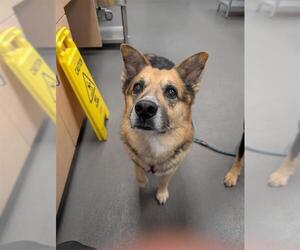 German Shepherd Dog-Unknown Mix Dogs for adoption in Corpus Christi, TX, USA