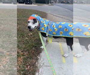 American Pit Bull Terrier Dogs for adoption in Virginia Beach, VA, USA