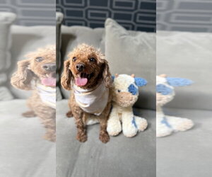 Poodle (Miniature) Dogs for adoption in Staten Island, NY, USA