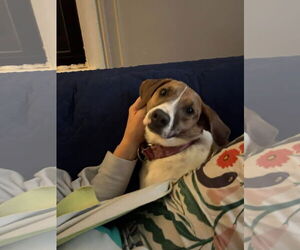 Mutt Dogs for adoption in Doylestown, PA, USA