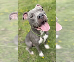 American Pit Bull Terrier-Unknown Mix Dogs for adoption in Virginia Beach, VA, USA