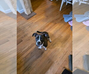 Basset Hound-Unknown Mix Dogs for adoption in Thomasville, NC, USA