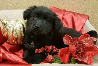 Border Collie Dogs for adoption in Modesto, CA, USA
