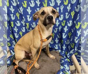 Mutt Dogs for adoption in Modesto, CA, USA