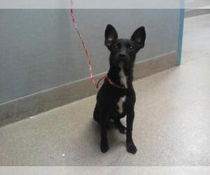 Mutt Dogs for adoption in Las Vegas, NV, USA