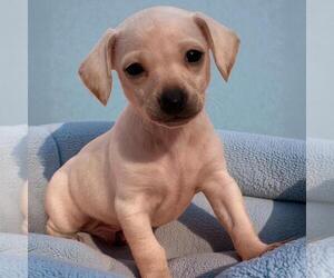 Chihuahua-Unknown Mix Dogs for adoption in San Diego, CA, USA