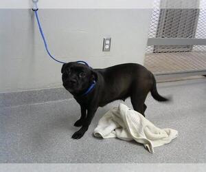 Staffordshire Bull Terrier-Unknown Mix Dogs for adoption in Pasadena, TX, USA