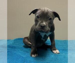 American Pit Bull Terrier Dogs for adoption in Redlands, CA, USA