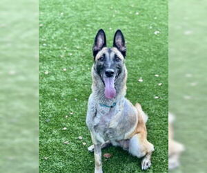 Mutt Dogs for adoption in Salinas, CA, USA