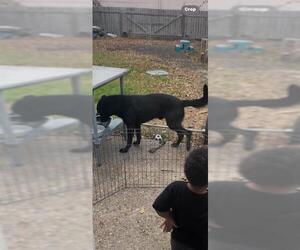 German Shepherd Dog-Unknown Mix Dogs for adoption in San Antonio, TX, USA