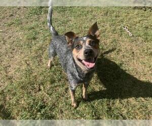 Australian Cattle Dog Dogs for adoption in Tulsa, OK, USA