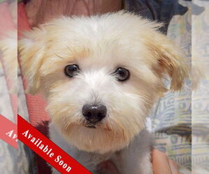 Maltese Dogs for adoption in Huntley, IL, USA
