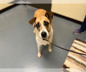 Labrador Retriever-Unknown Mix Dogs for adoption in Denver, CO, USA
