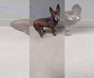 Chihuahua-Unknown Mix Dogs for adoption in Las Vegas, NV, USA