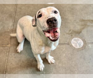American Pit Bull Terrier-Unknown Mix Dogs for adoption in Tavares, FL, USA