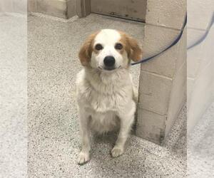 Border Collie Dogs for adoption in Conroe, TX, USA