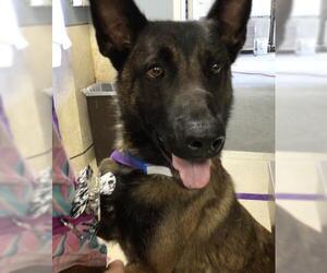 Mutt Dogs for adoption in Riverside, CA, USA