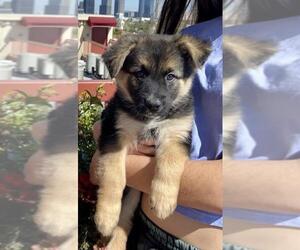 Shepradors Dogs for adoption in Dana Point, CA, USA