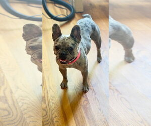 French Bulldog Dogs for adoption in Alexander, AR, USA
