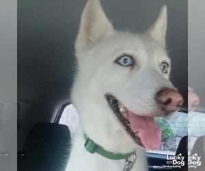 Huskies -Unknown Mix Dogs for adoption in Washington, DC, USA