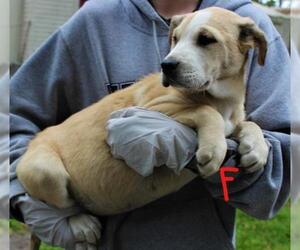 Mastador Dogs for adoption in Elmsford, NY, USA