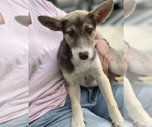 Huskies -Unknown Mix Dogs for adoption in Dana Point, CA, USA