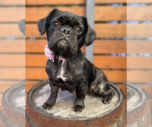 Small Frenchie Pug