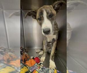 Siberian Husky-Unknown Mix Dogs for adoption in Riverside, CA, USA